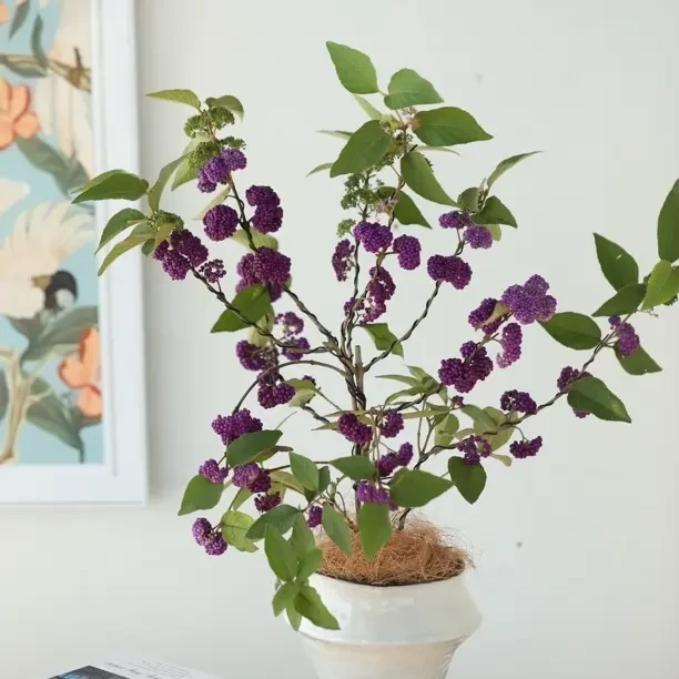 紫珠盆栽多年生耐寒耐高温好养易活适合别墅庭院室内客厅观赏