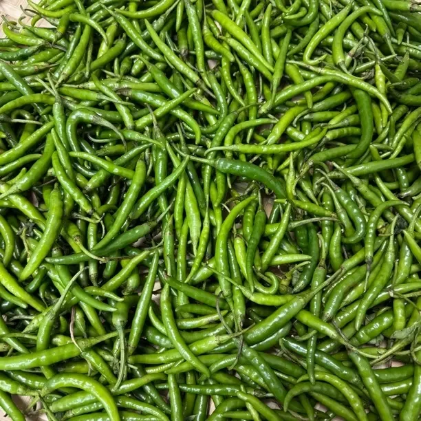现摘新鲜特辣青小米辣可用于泡椒腌制