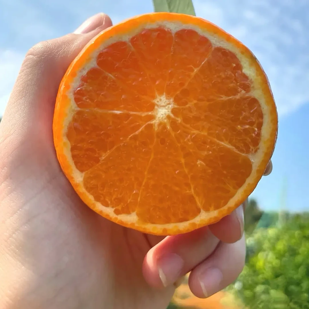 云南高山沃柑老树新鲜当季水果皮薄多汁香甜柑橘K2