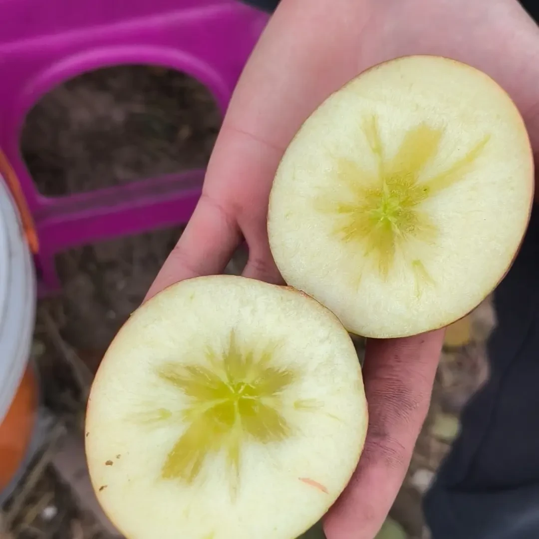 昭通糖心苹果冰糖心丑苹果新鲜现摘脆甜多汁