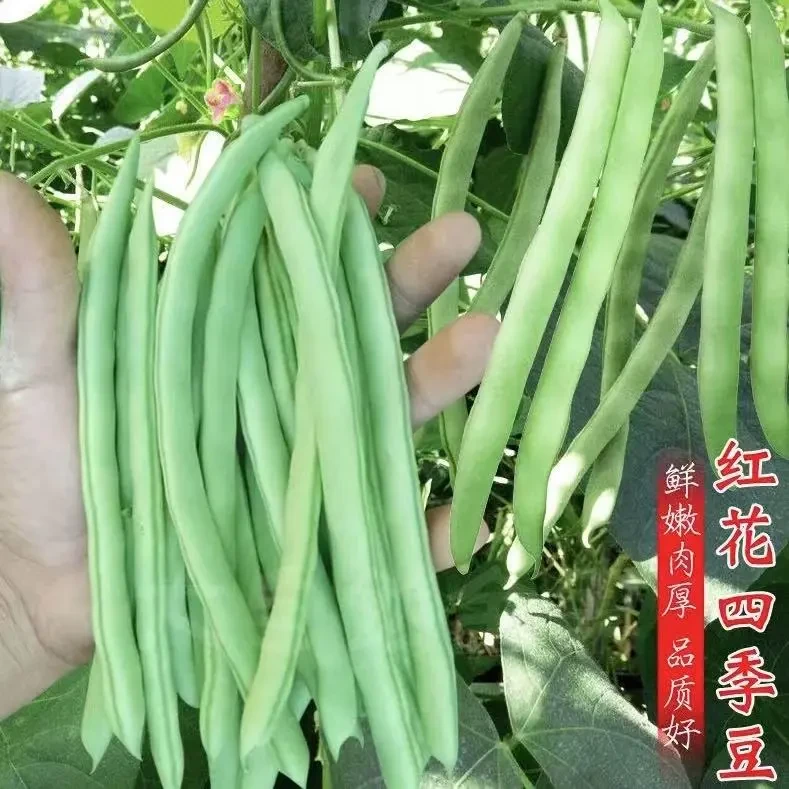 【满5包包邮】摘不败四季豆种子高产早熟爬藤四季播春季架豆蔬菜种
