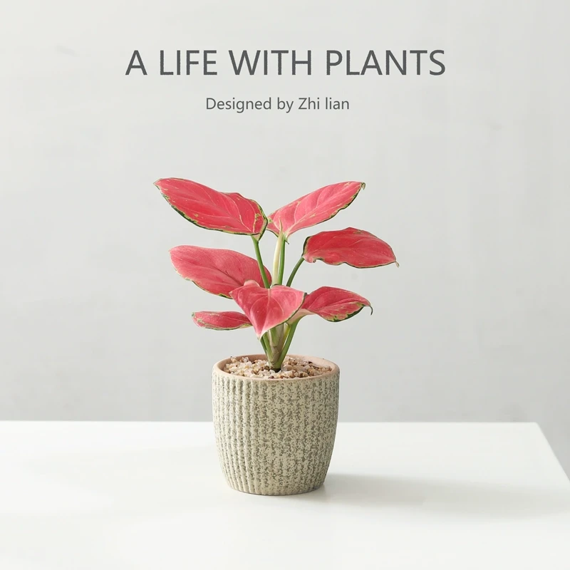 吉利红室内绿植吸甲醛净化空气桌面好养四季寓意北欧解压招财盆栽