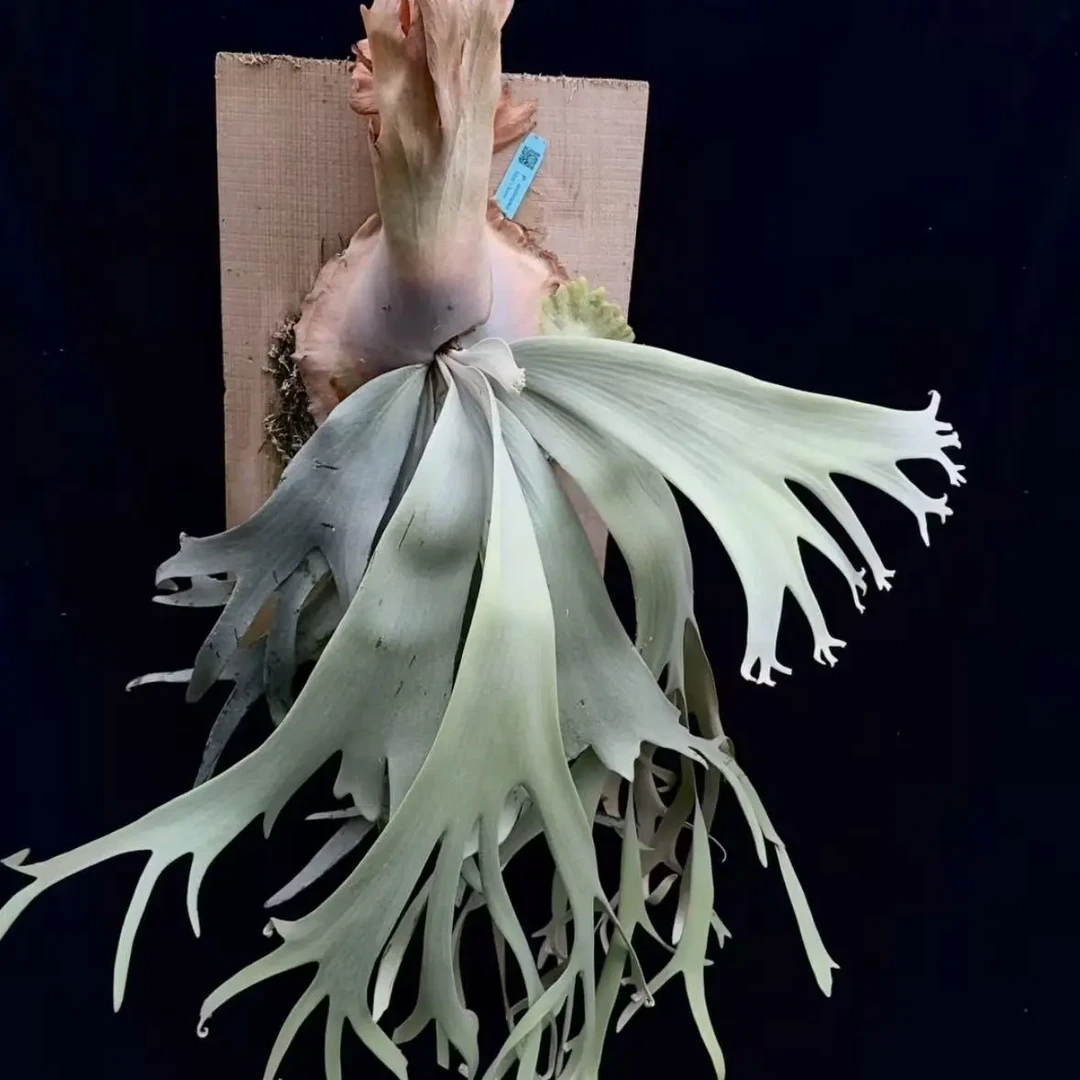 白色天堂Alan正侧芽