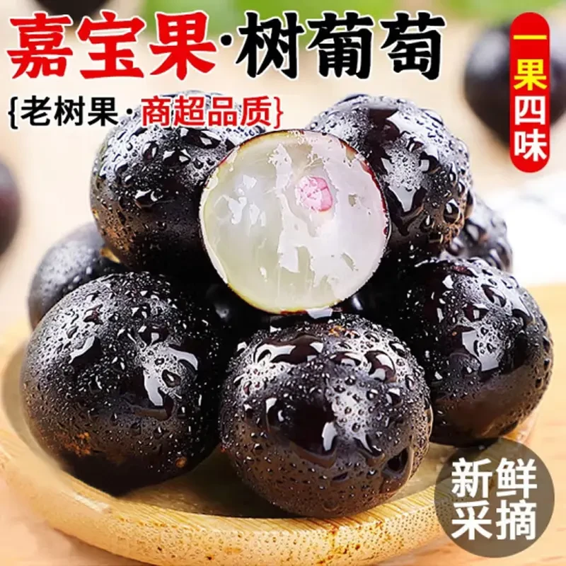 当季现货嘉宝果鲜果新鲜沙巴树葡萄孕妇水果酸甜多汁1斤起
