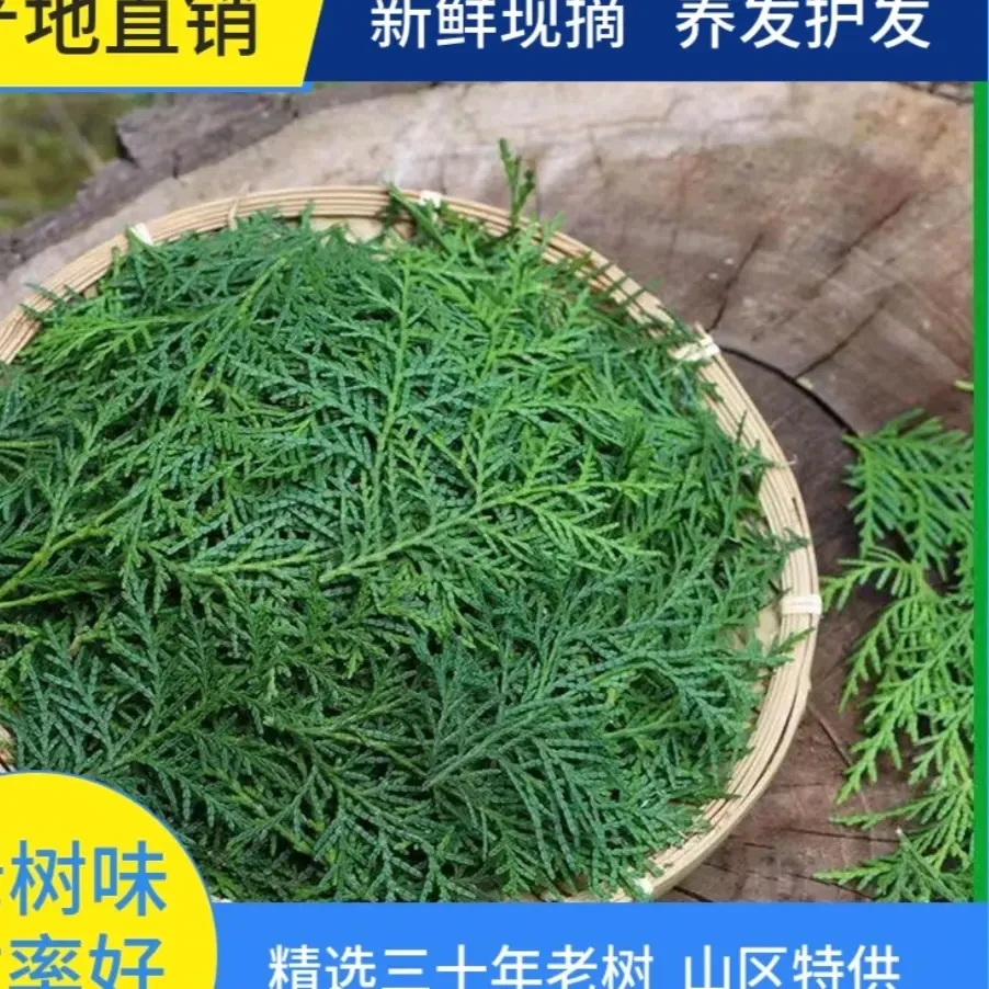[雪儿养发护肤专属]野生现采侧柏叶扁柏叶洗发养发原材料