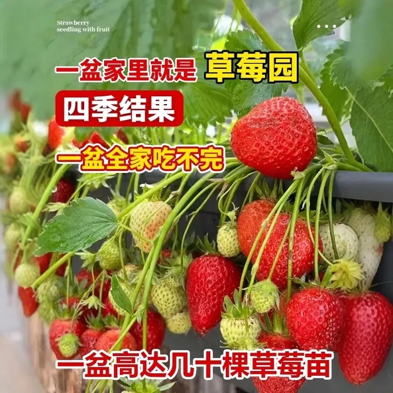 2【带花带果+带盆带土】奶油红颜草莓苗盆栽四季结果阳台绿植盆栽苗