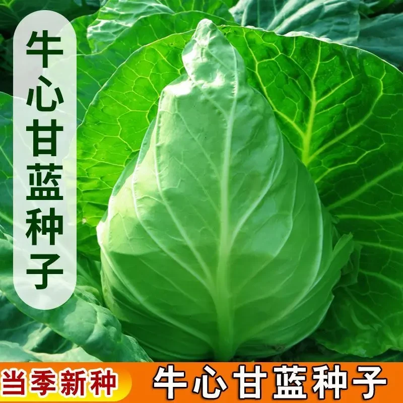 牛心甘蓝包菜种籽四季春季包心菜卷心菜阳台蔬菜种植菜种籽菜种子