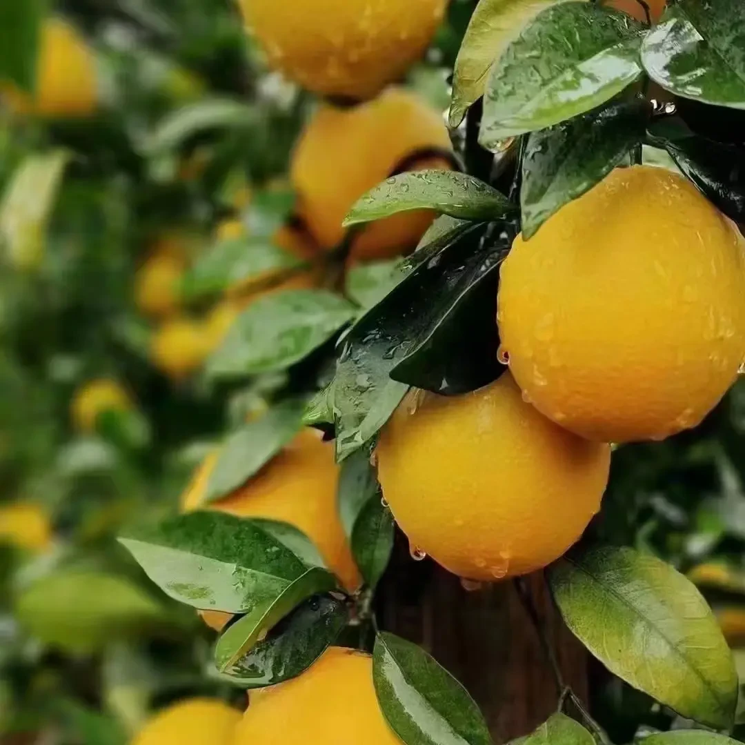 赣南脐橙原产地现摘现发新鲜应季水果