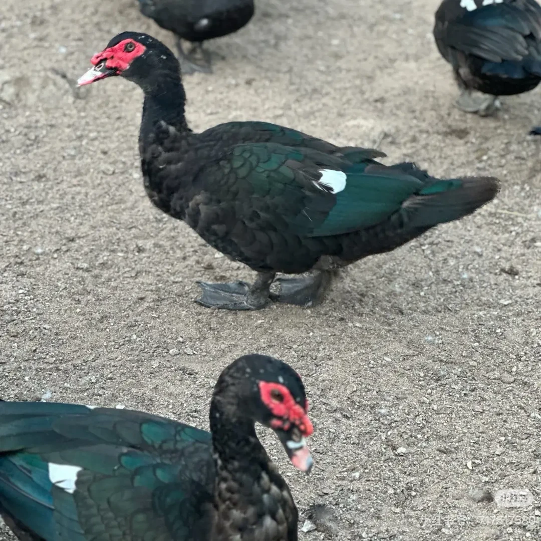 老红头番鸭散养散放吃粮食