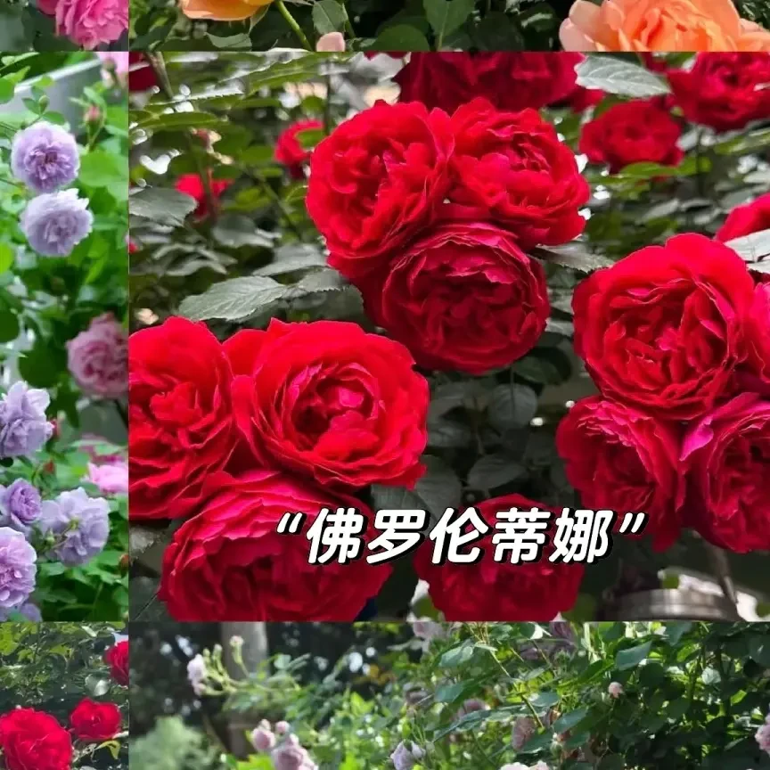 yamixidu 6hil sort attir 6tup六个品种藤本月季裸根苗 品种保证