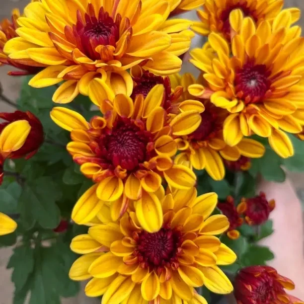 橙色荷兰四季菊耐寒花卉四季开花