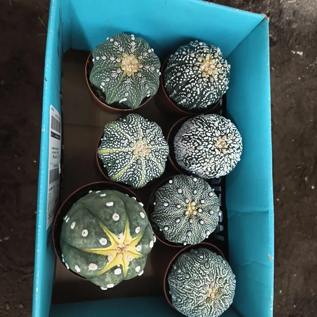 实生星兜仙人球四季开花好养盆栽绿植花卉