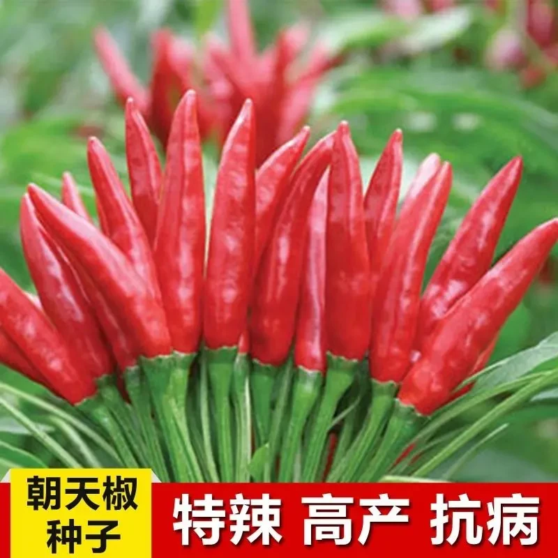 【朝天椒种子】小米辣超辣高产品种四季播种可晒干盆栽菜园蔬菜种子