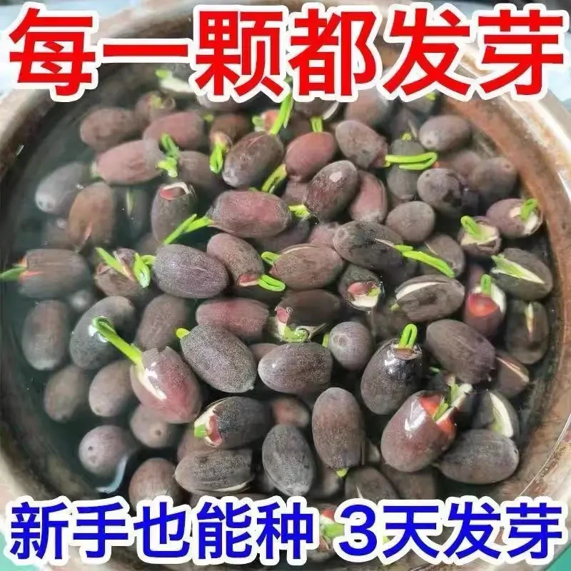 碗莲种子四季睡莲开花已开口水培植物荷花种子室内盆栽绿植花卉
