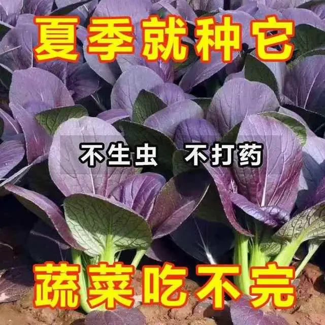 超耐热紫罗兰紫油菜种籽紫色上海青小青菜四季播阳台盆栽蔬菜种子