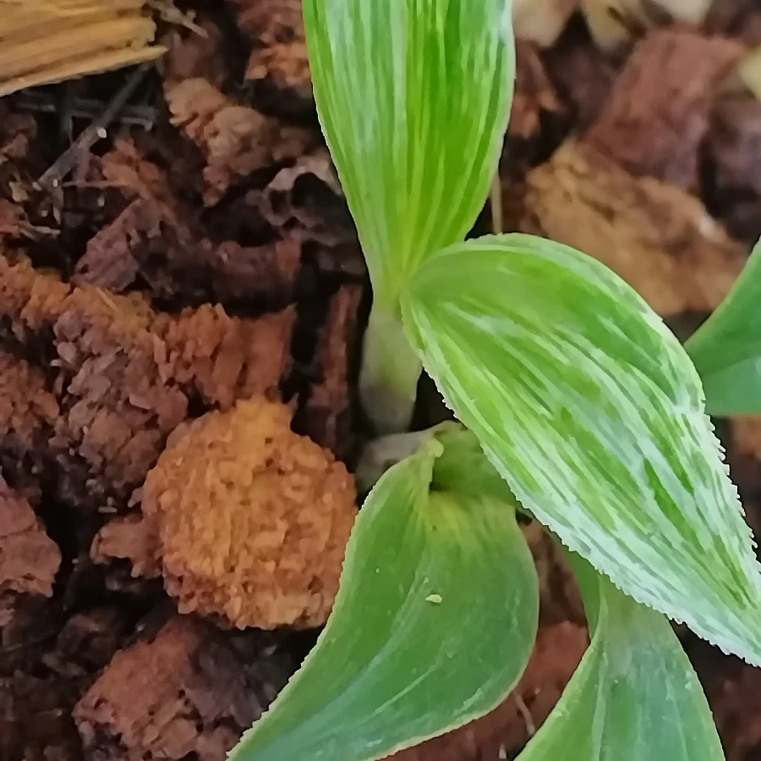 兔耳兰水晶艺带芽兰科植物
