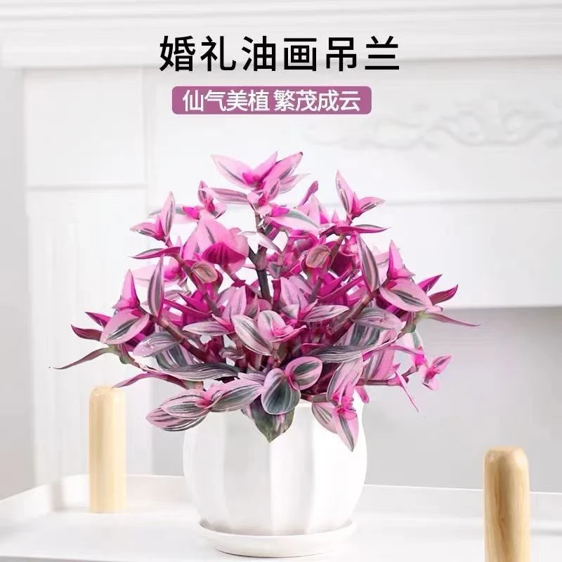 油画婚礼吊兰盆栽超好养观叶植物紫叶吊兰办公室绿植室内四季花卉