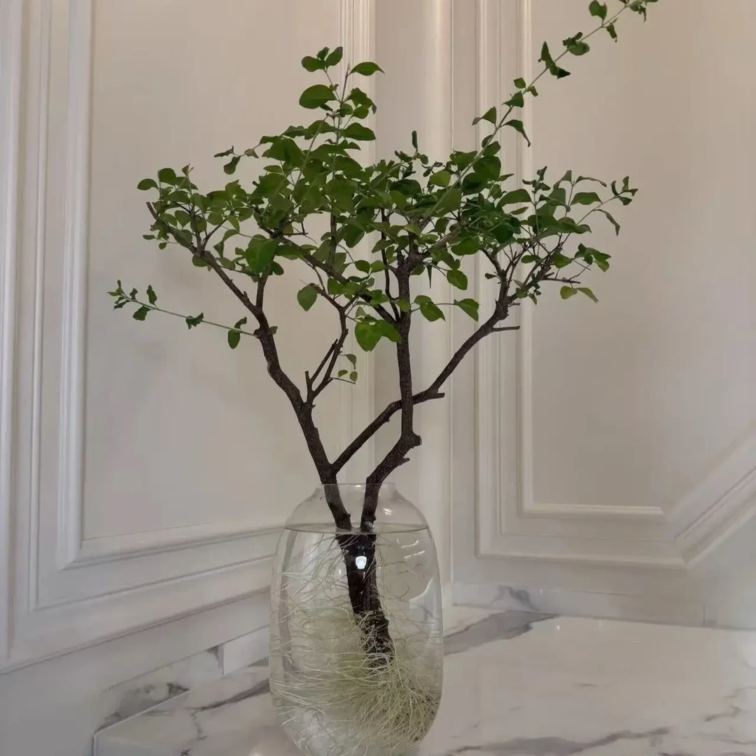 【】小叶女贞毛叶丁香木水培发根植物室内绿植好养易活居家茶桌