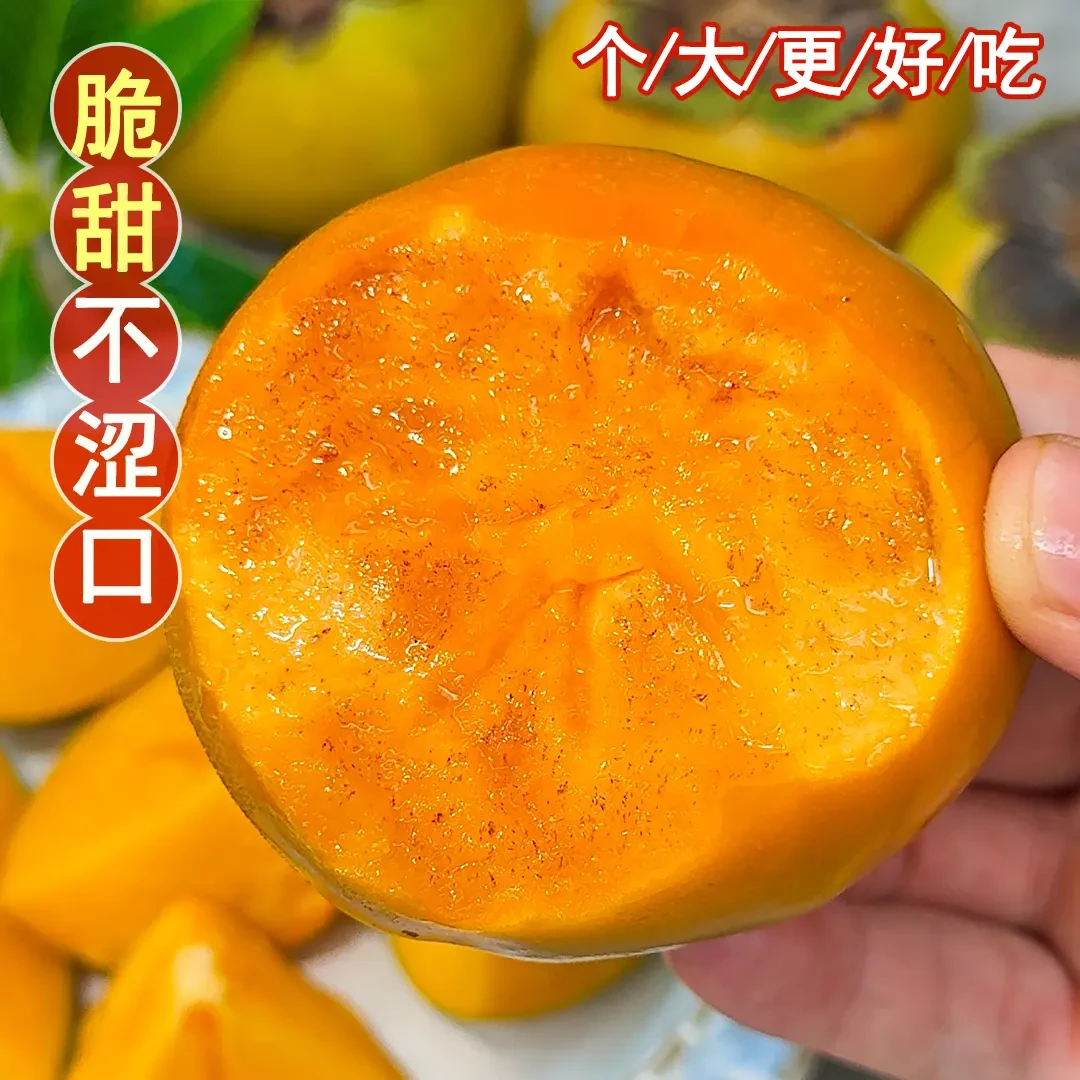 正宗阳丰脆柿新鲜采摘脆甜多汁应季水果冰糖心脆柿果园直发