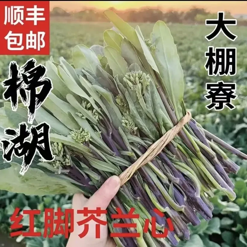 潮汕红脚芥蓝新鲜采摘当季特色蔬菜