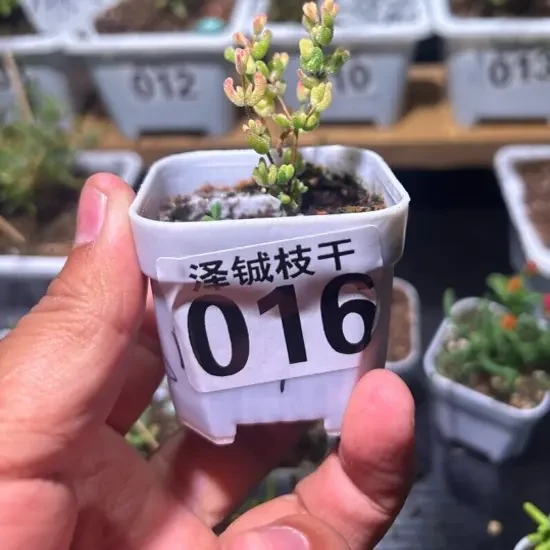 密叶糖球多肉植物高端盆栽绿植