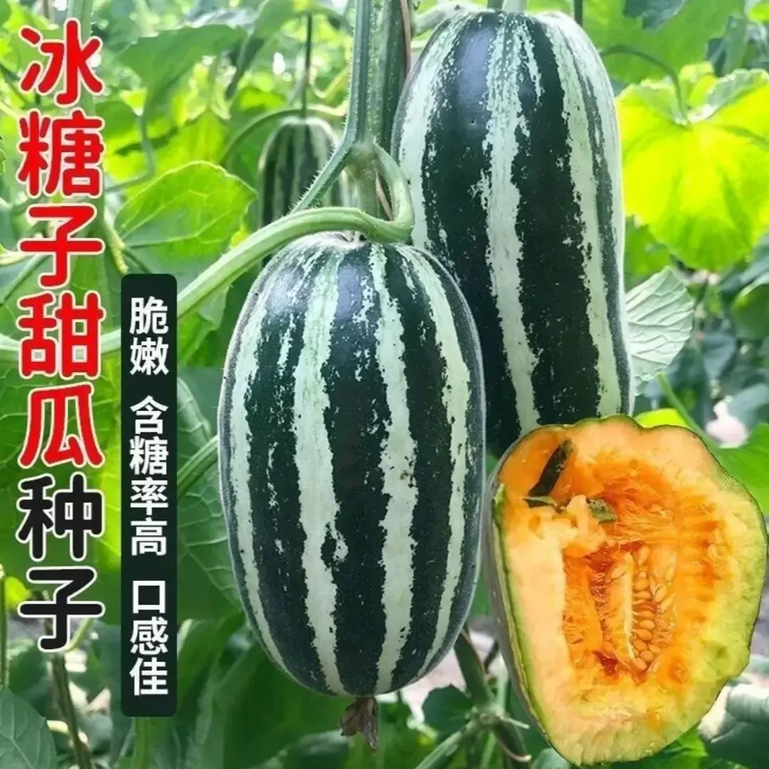 【冰糖籽甜瓜种子】家庭阳台小院盆栽地栽四季种植