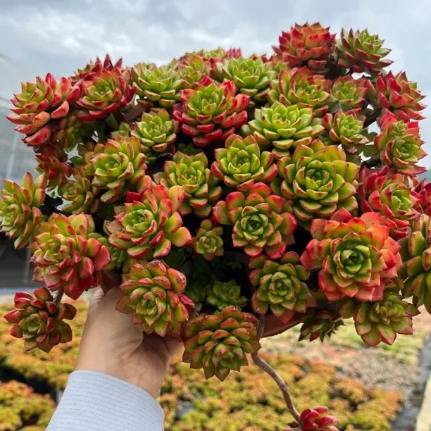 火焰玫瑰蒂亚多肉植物带盆带土新手好养室内养护