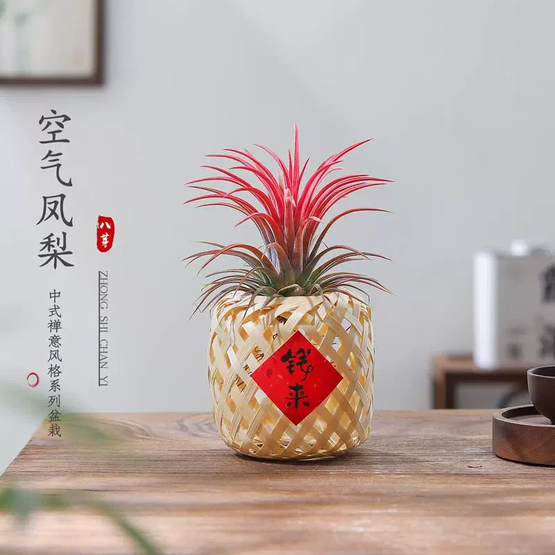 空气凤梨无土植物鲜活办公桌面室内多肉工位微景观盆栽黑凤梨绿植