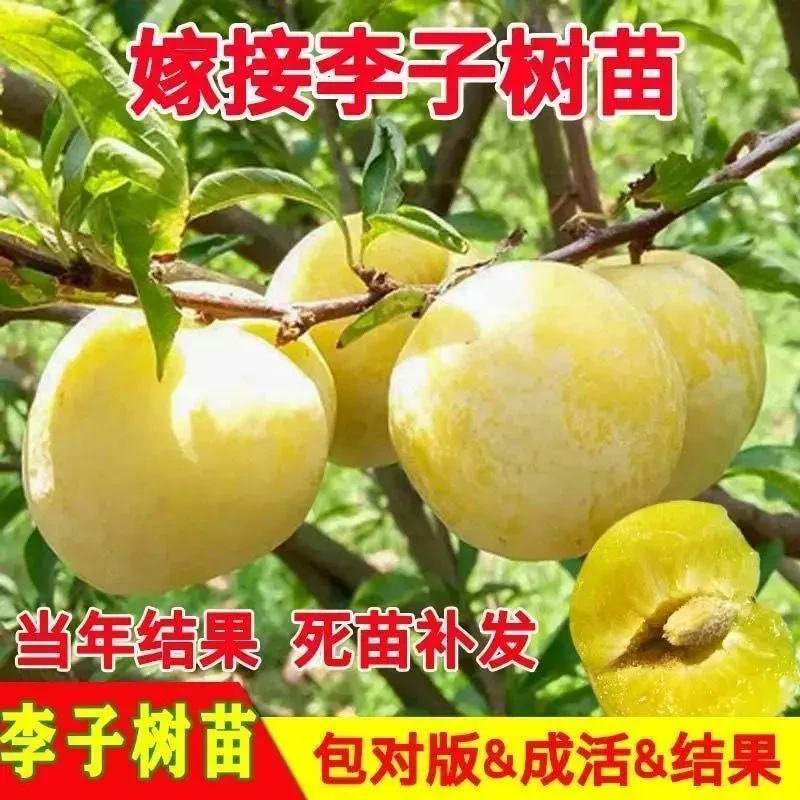 一物一拍蜂糖李霸王李红宝石五月脆李子树苗嫁接果树苗南北方种植