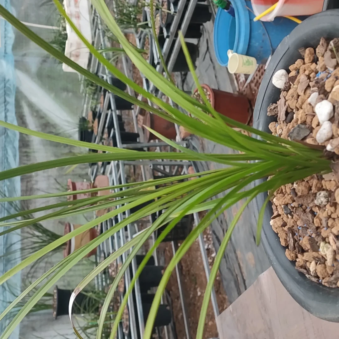 浓香兰花花卉绿植直播间一物一拍专用商品