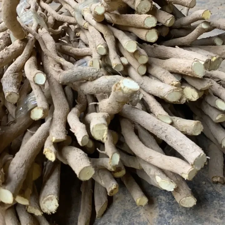 三角梅【小叶紫】 根 新手勿拍不包售后有成活率