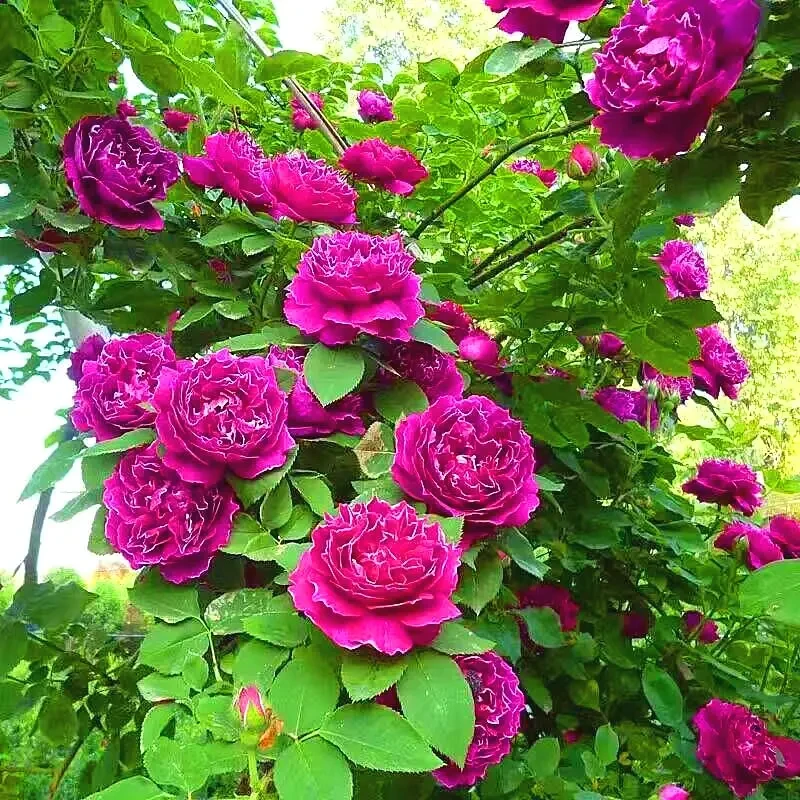 紫袍玉带月季紫色白边大花浓香多季开花大型藤本别墅欧洲爬藤蔷薇