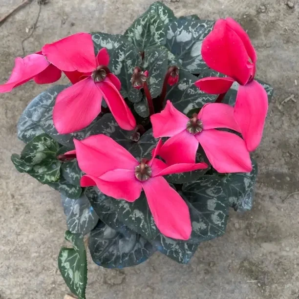 【大花兔儿粉】仙客来清新兔耳粉花型好看好养四季开花大杯