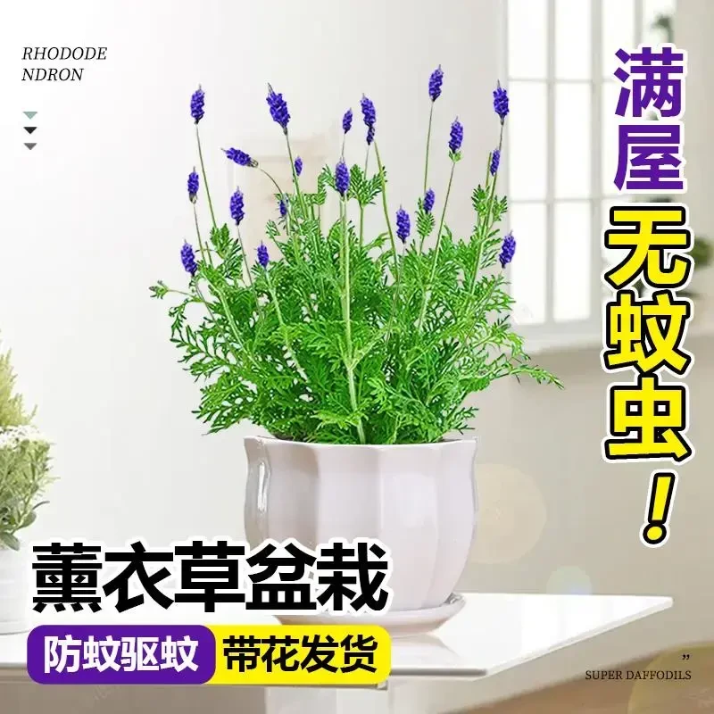 薰衣草盆栽带花苞室内阳台庭院花卉紫色绿植四季开花驱蚊草花种籽