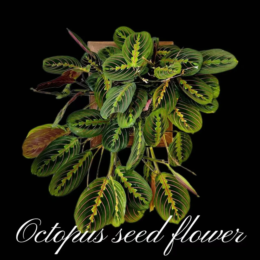 叶婵竹芋盆栽 室内桌面四季常青耐阴观叶绿植 顺丰包邮