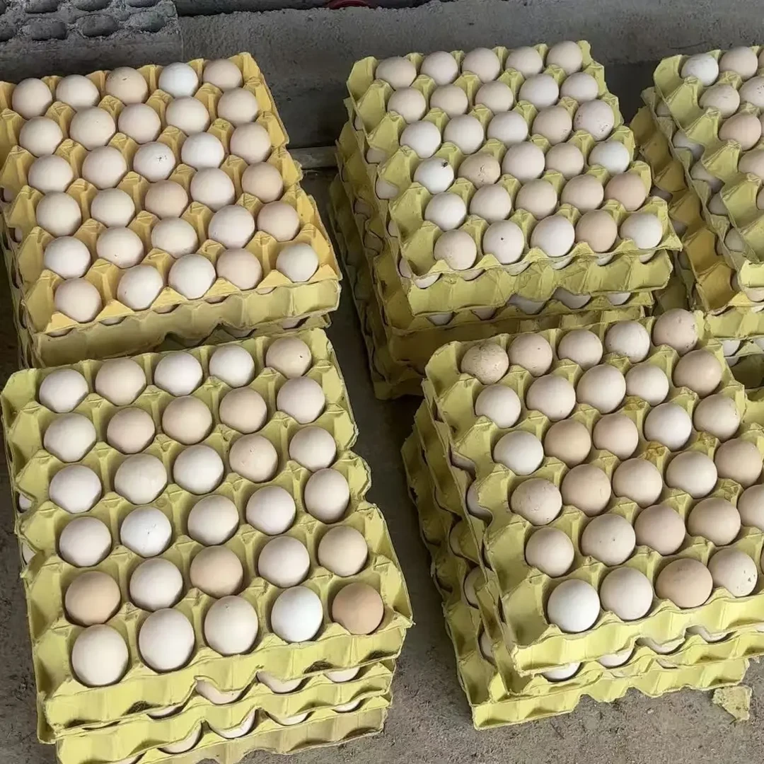 正宗农家散养土鸡蛋吃谷杂粮放养