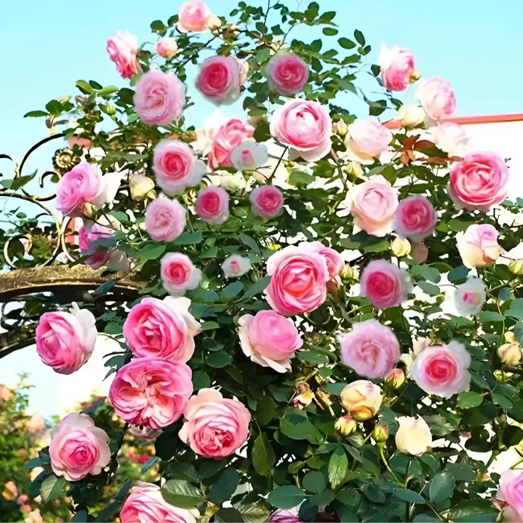 【混色爬藤蔷薇花种子】庭院花海四季开花好养易活阳台盆栽花卉种子