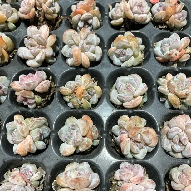 星影 满10颗包邮 好养多肉植物组合盆栽室内精品多肉