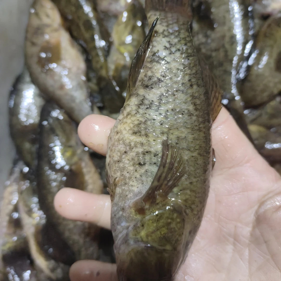 东北冷水野生大老头鱼3斤包邮活体发货保鲜不包活一斤7/8条