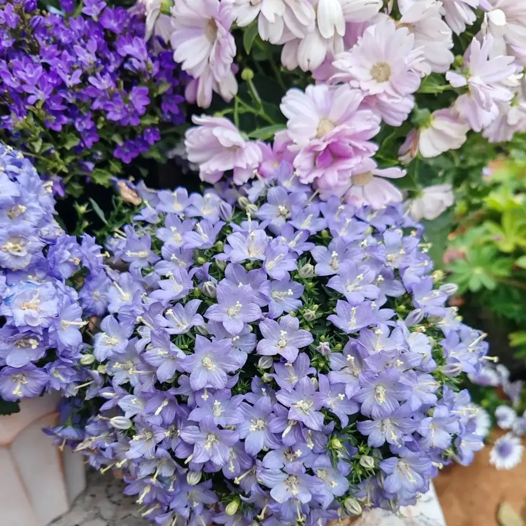 风铃花 耐寒四季开花阳台庭院盆栽易养多年生爆花植物