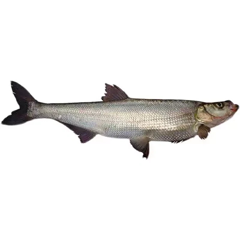 东北白鱼翘嘴冰鲜泡沫箱发顺丰买坏单包赔