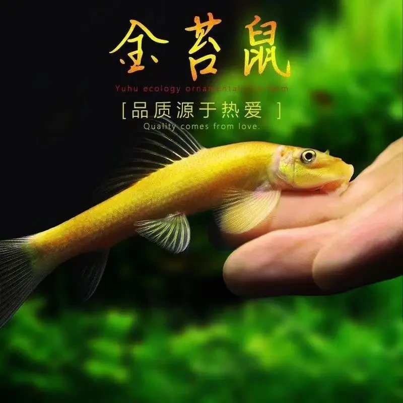 清苔鼠金苔鼠鱼热带观赏鱼清道夫鼠鱼淡水鱼鱼缸鱼清洁鱼活鱼鱼