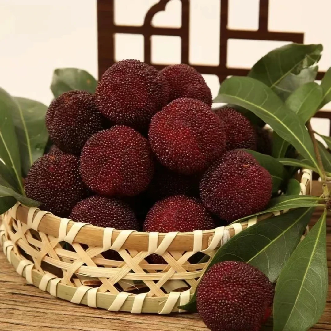 【杨梅树苗】正宗东魁杨梅果树苗阳台庭院盆栽地栽黑炭杨梅苗