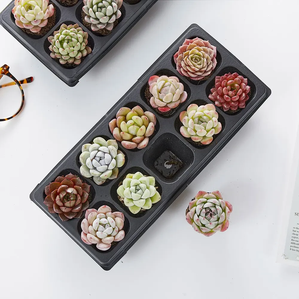 【新疆西藏包邮】空气净化简单可爱多肉植物懒人绿植阳台室内新手精