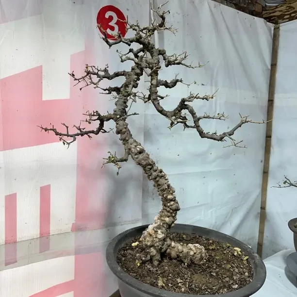 2号盆景 （一物一拍以直播间扣号为准）