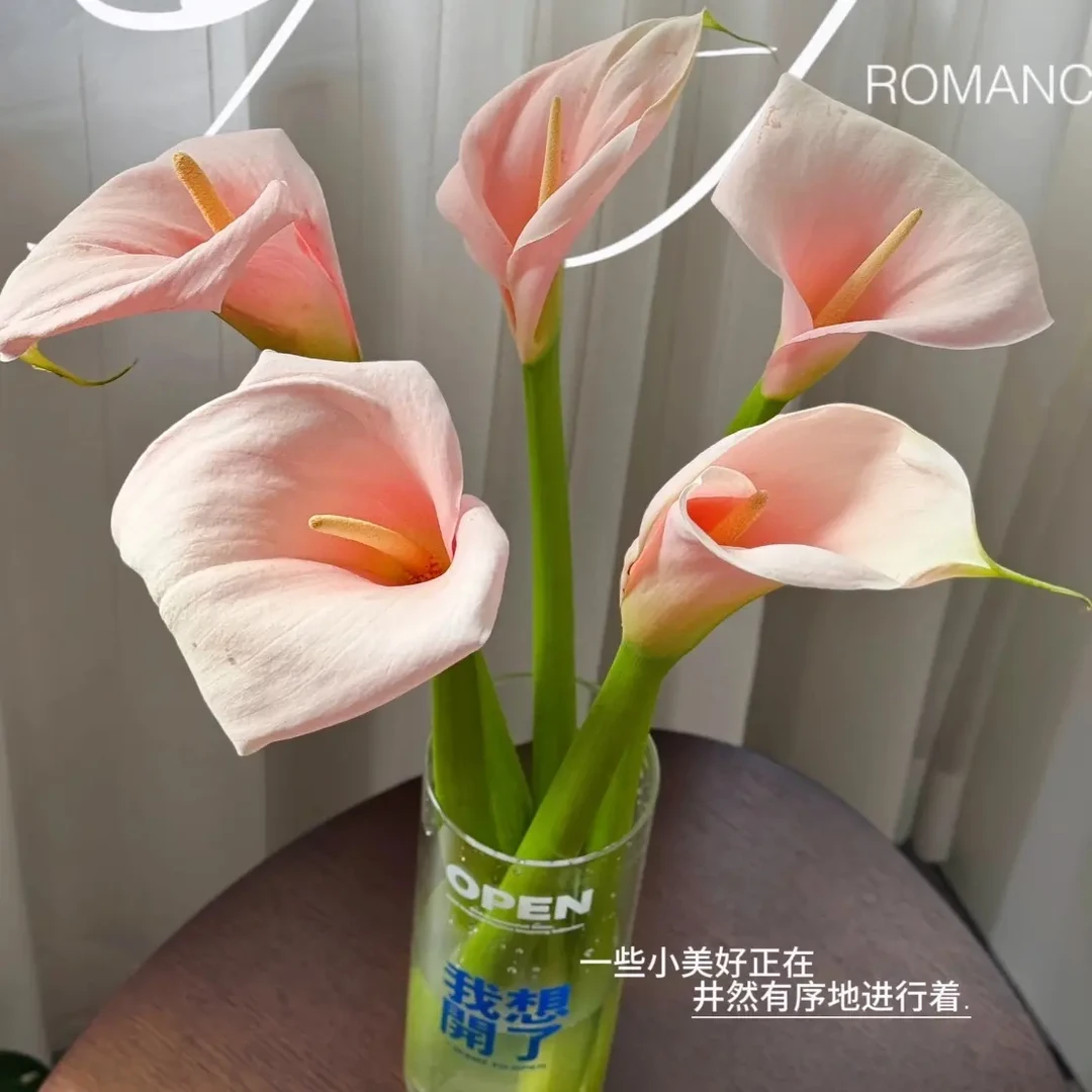 云南基地直发高贵火烈鸟马蹄莲鲜切花