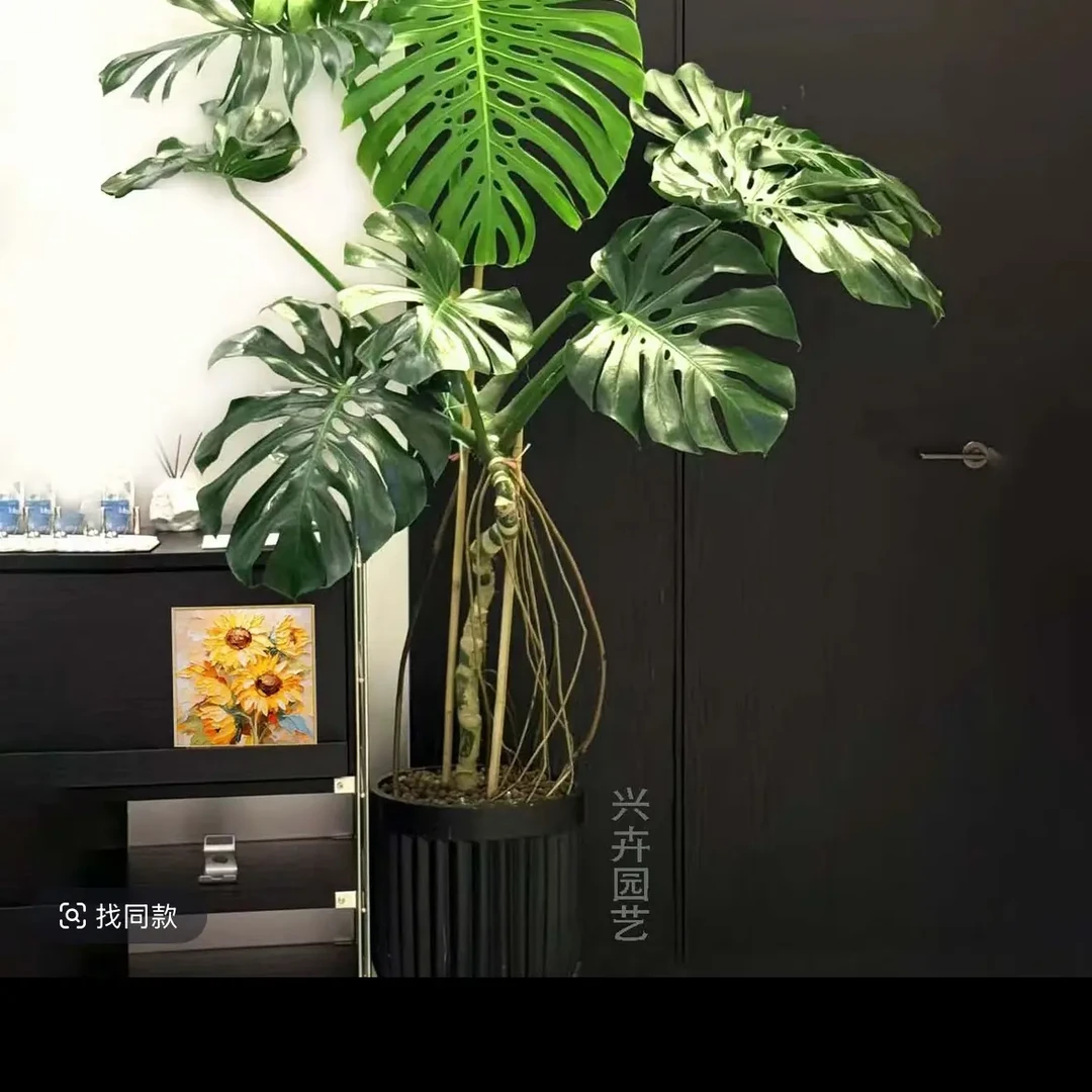 大叶片老桩龟背竹室内绿植净化空气易养易打理