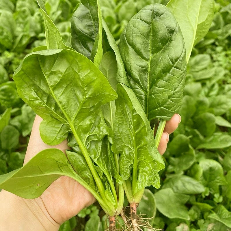 杂交黄叶大叶菠菜籽大叶菠菜种子高产春秋冬阳台蔬菜农家蔬菜种子