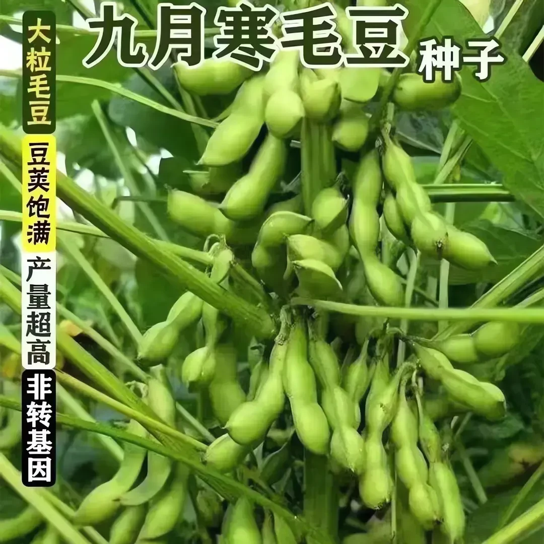 大粒九月鲜又名九月寒晚熟毛 荳种子重阳豆菜用毛荳蔬菜种子