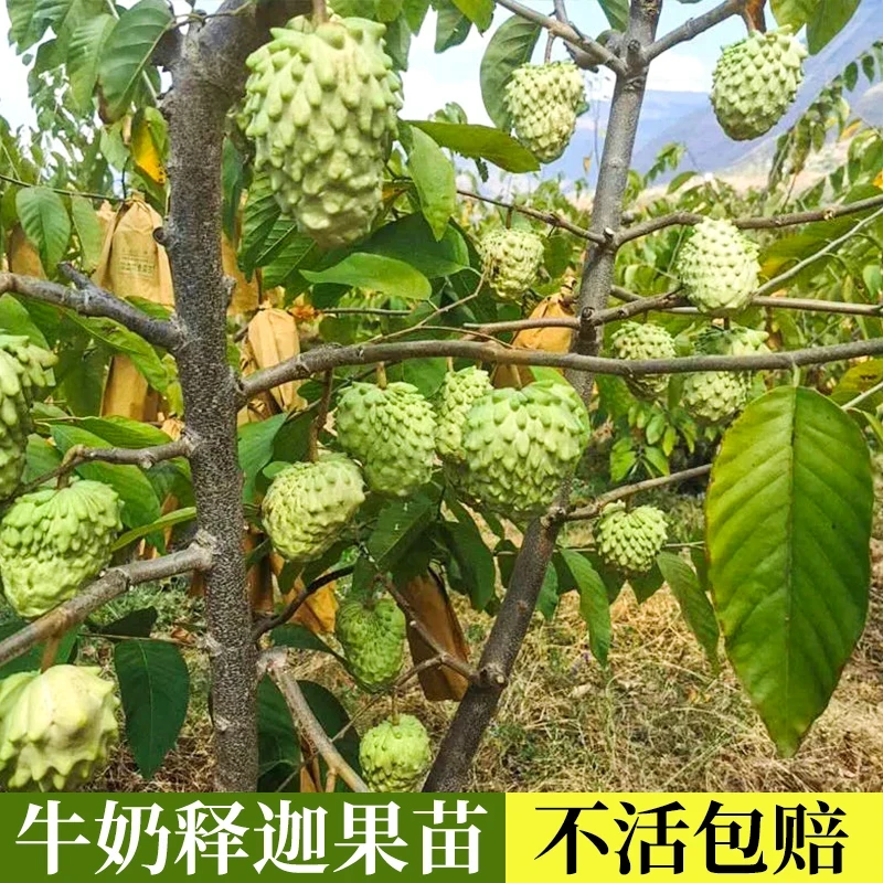 台湾牛奶释迦果树嫁接凤梨释迦佛陀果水果苗盆栽地栽当年结果带土